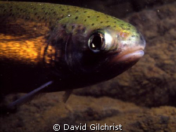 A juvenile trout swims past, pausing for a glance, on a n... by David Gilchrist 